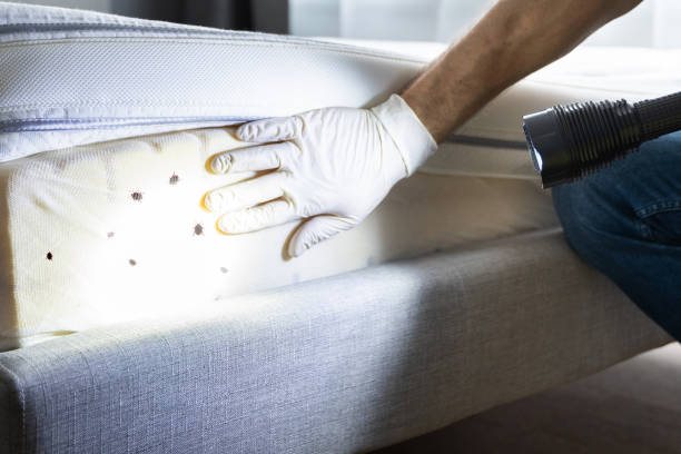 Best Residential Pest Control  in Parowan, UT
