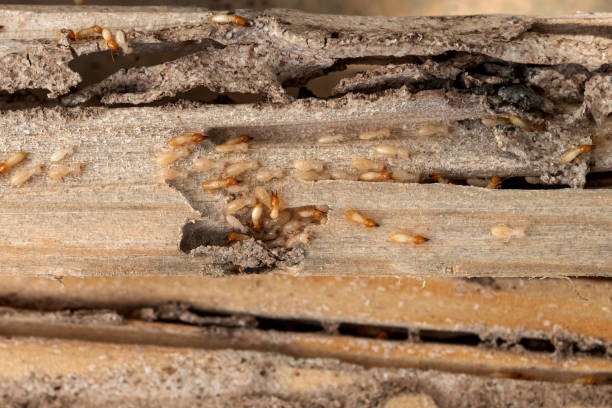 Best Local Pest Control Services  in Parowan, UT